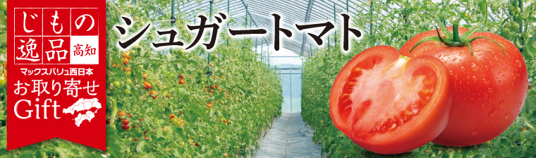 高知県産　シュガートマト メインビジュアル画像