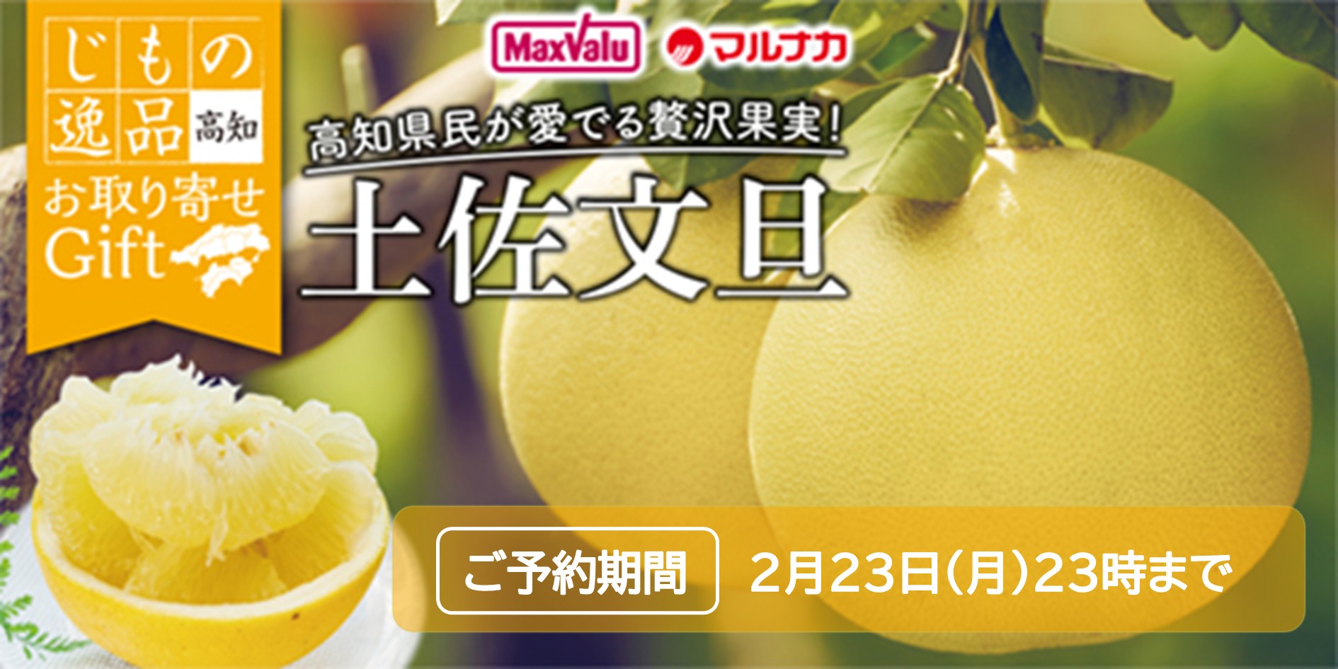 高知県土佐市産　土佐文旦 バナー画像