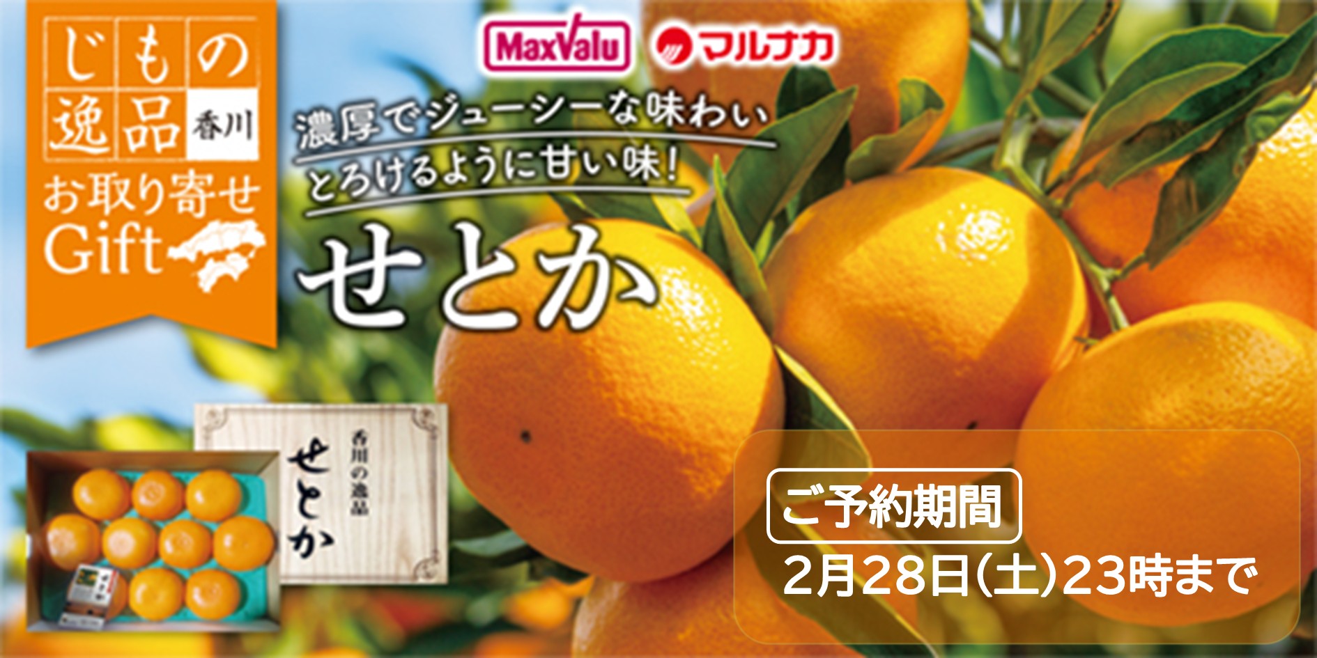 香川県産　せとか バナー画像