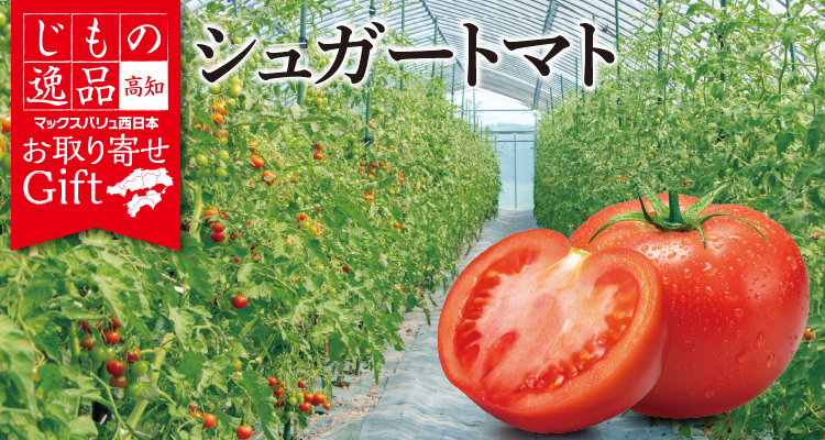 高知県産　シュガートマト メインビジュアル画像
