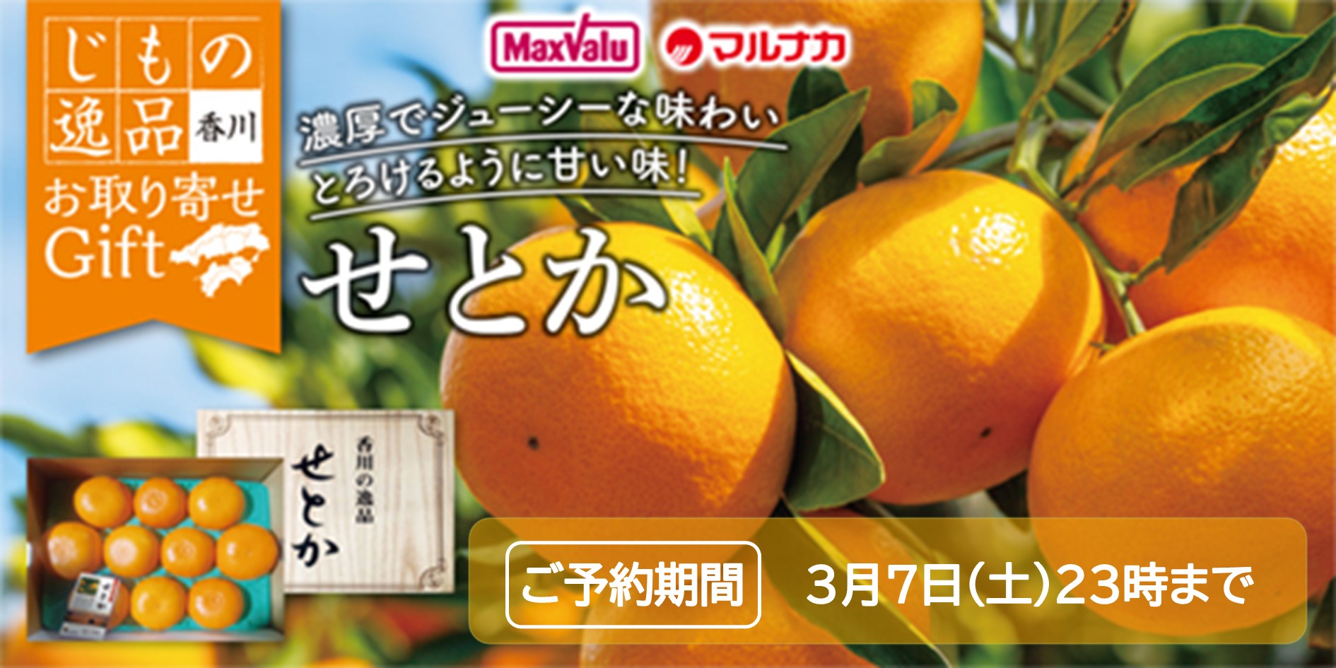 香川県産　せとか バナー画像