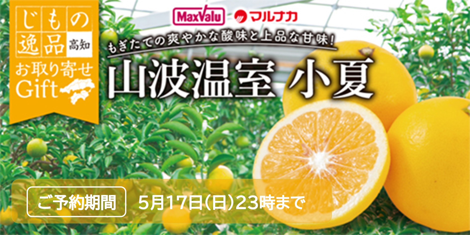 高知県産　小夏 バナー画像