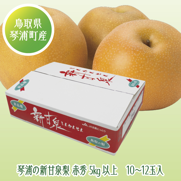 【鳥取県(琴浦町)産 JA鳥取中央琴浦梨生産部】琴浦の新甘泉梨 赤秀5kg以上 10～12玉入【427775】 商品サムネイル