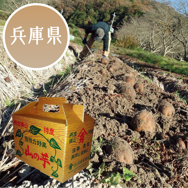 【冬ギフト★】兵庫県（丹波篠山）産 山の芋 ２kg以上【419721】 商品サムネイル