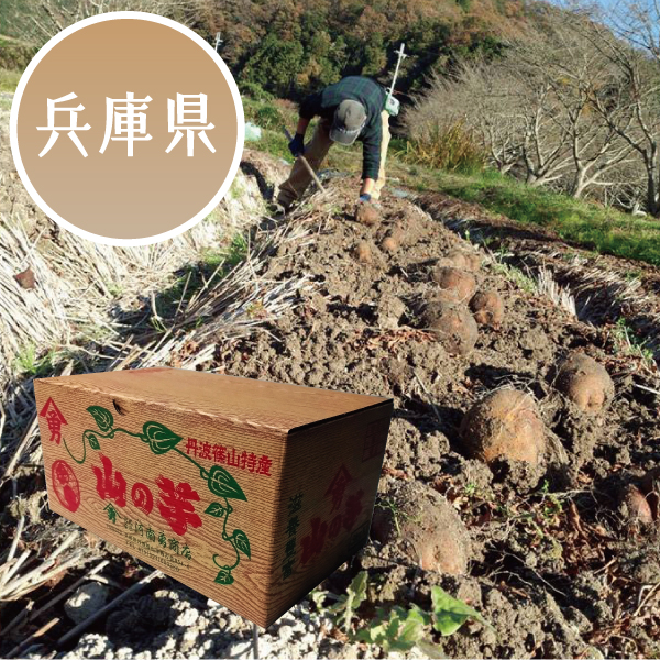 【冬ギフト★】兵庫県（丹波篠山）産 山の芋 ３kg以上【419730】 商品サムネイル