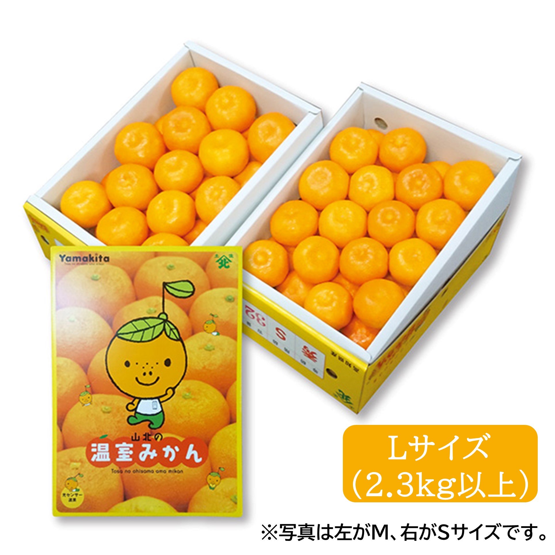 [高知県産(JA高知県)] 山北ハウスみかん Ｌ 【426323】【夏ギフト★】 商品サムネイル