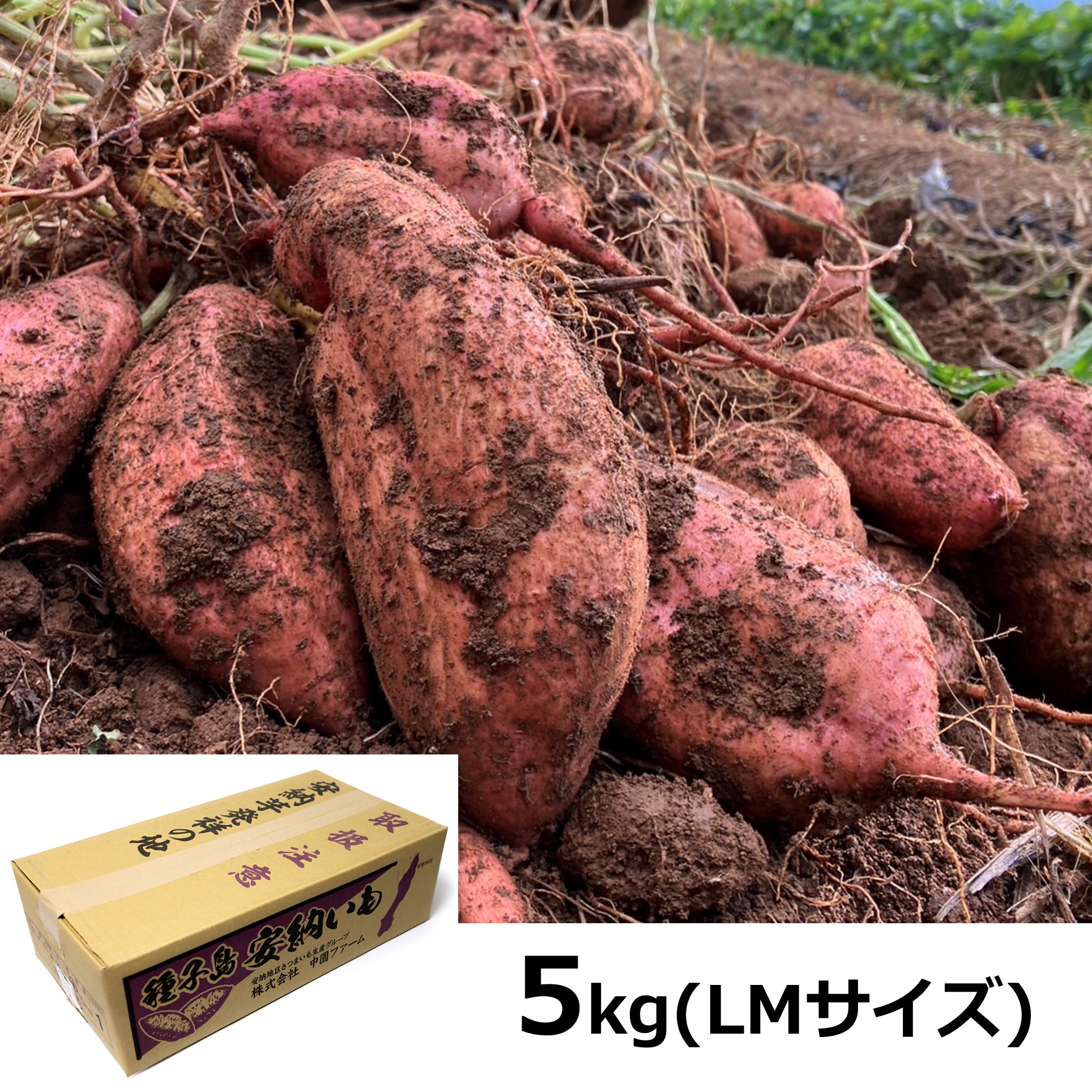 [鹿児島県種子島産]　中園ファームの安納芋　LMサイズ　5kg【送料込】 商品サムネイル