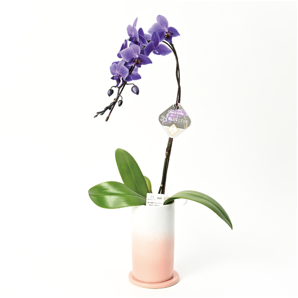 【母の日】石原産業 胡蝶蘭「BLUE GENE（ブルージーン）」（SUSTEE付）1本立ち【484530】 商品サムネイル