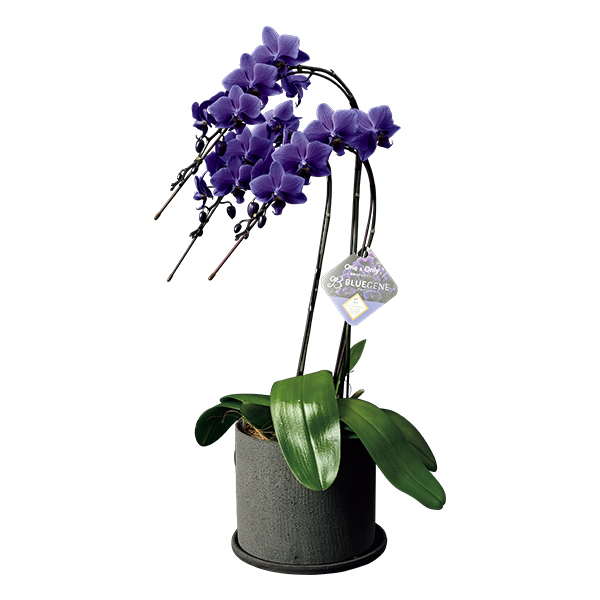 ◇【早得】石原産業 胡蝶蘭「BLUE GENE（ブルージーン）」（SUStee付）3本立 【154462】 商品サムネイル
