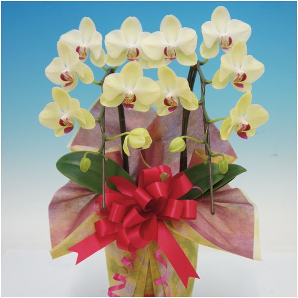 【母の日】マルイ洋蘭開発センター 輪胡蝶蘭2本立ち「フォーチュンザルツマン」（SUSTEE付）【484576】 商品サムネイル