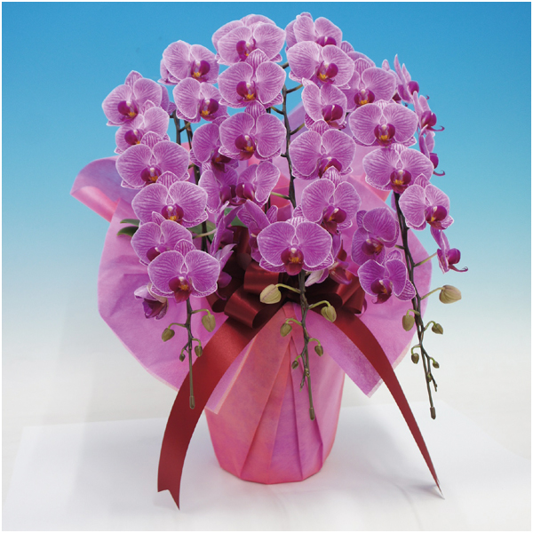 【母の日】マルイ洋蘭開発センター 中輪胡蝶蘭3本立ち「リリーローズ」（SUSTEE付）【484567】 商品サムネイル