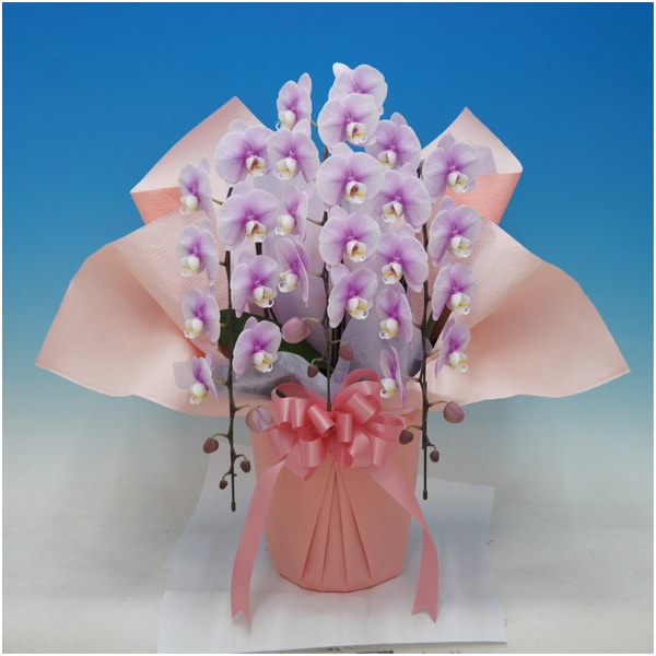 【母の日】マルイ洋蘭開発センター 中大輪胡蝶蘭3本立ち「クララ」（SUSTEE付）【484558】 商品サムネイル