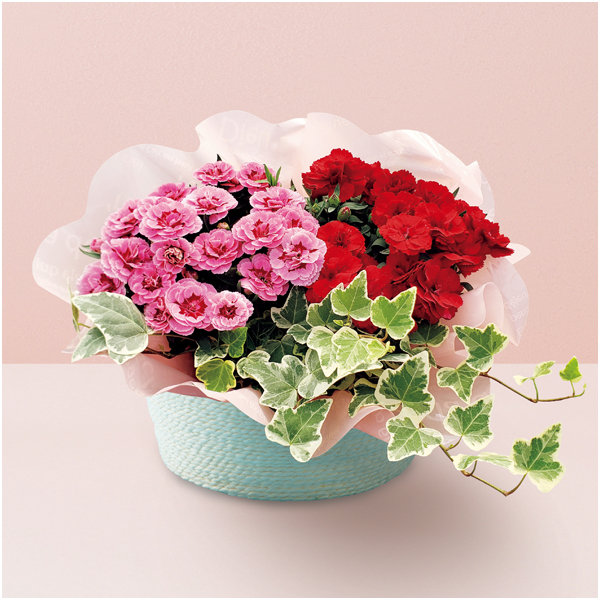 【母の日】 2色カーネーションとミニ観葉寄せバスケット【484433】 商品サムネイル