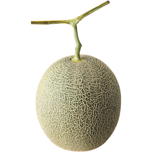 【母の日】 変わり咲きカーネーション&メロン「肥後グリーン」のセット【480349】 商品画像(2)