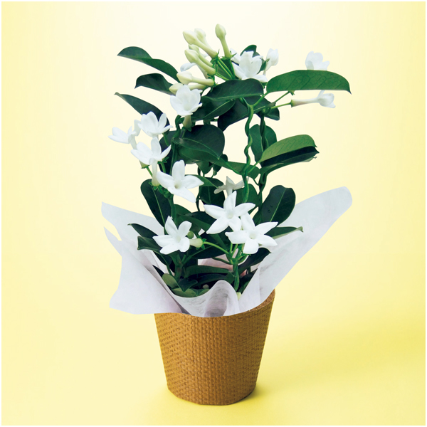 【母の日】日比谷花壇 マダガスカルジャスミン（SUSTEE付）【485177】 商品サムネイル