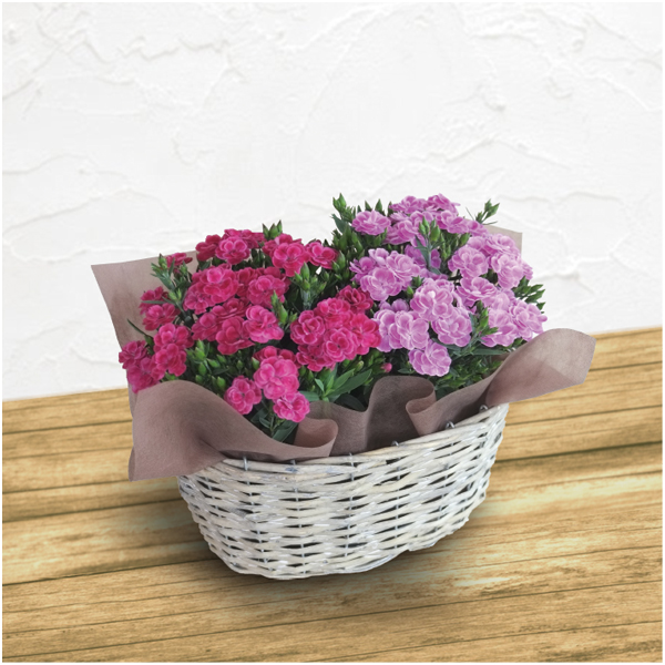 【母の日】日比谷花壇 カーネーション「スイーツ」2鉢バスケット（SUSTEE付）【485186】 商品サムネイル