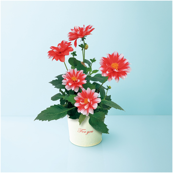 【母の日】日比谷花壇 ダリア「マキシ」（SUSTEE付）【485159】 商品サムネイル