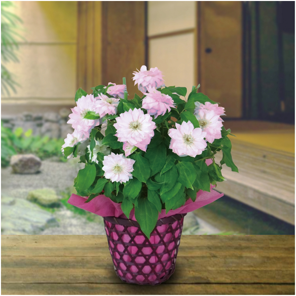 【母の日】日比谷花壇 クレマチス「春姫」（SUSTEE付）【485168】 商品サムネイル