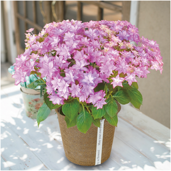 【母の日】日比谷花壇 あじさい「いろは」（SUSTEE付）【485210】 商品サムネイル