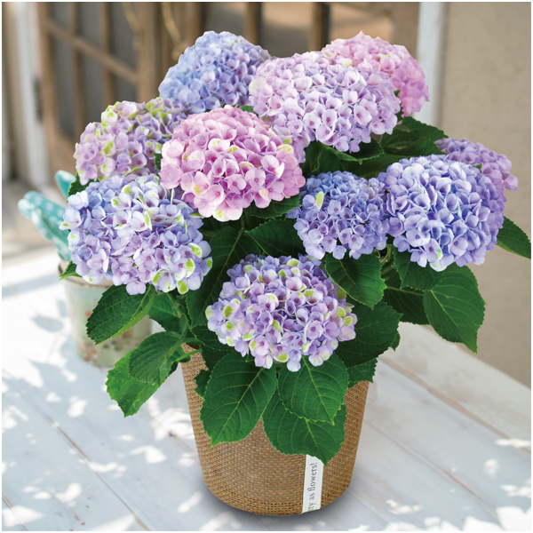 【母の日】日比谷花壇 あじさい「マジカルレボリューション」（SUSTEE付）【485247】 商品サムネイル