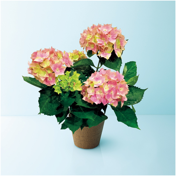 【母の日】日比谷花壇 あじさい「星がすり」ピンク（SUSTEE付）【485229】 商品サムネイル