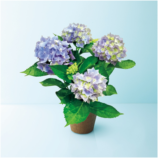 【母の日】日比谷花壇 あじさい「星がすり」ブルー（SUSTEE付）【485238】 商品サムネイル