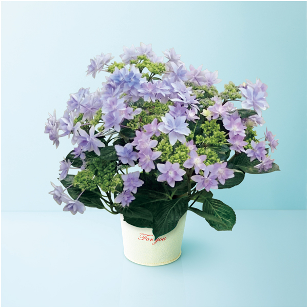 【母の日】日比谷花壇 あじさい「ダンスパーティー」ブルー（SUSTEE付）【485201】 商品サムネイル