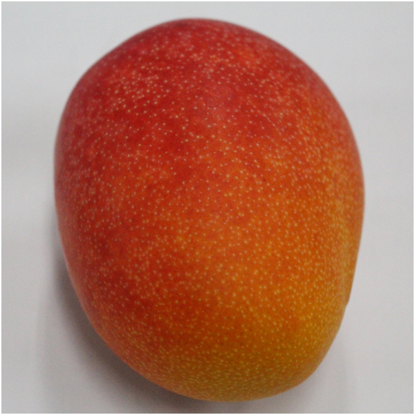 【母の日】熊本県産・宮崎県産 アールスメロン・宮崎マンゴー 各1個【484053】 商品画像(2)