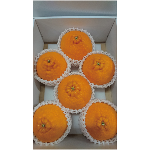 【母の日】香川県産 不知火（貯蔵）【484114】 商品サムネイル