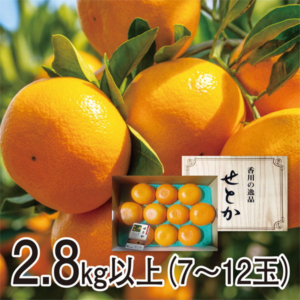 [香川県産]せとか 7-12玉 計2.8kg以上【425412】