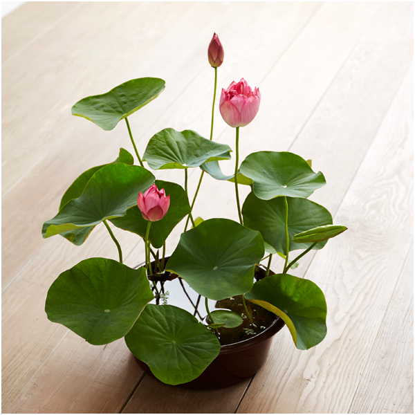 【父の日】日比谷花壇 茶碗蓮【487421】 商品サムネイル