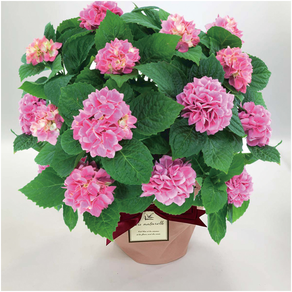 【母の日】島根アジサイ研究会 あじさい「茜雲」（SUSTEE付）【484956】 商品サムネイル