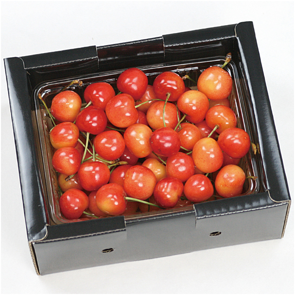 【父の日】山形県産 さくらんぼ（佐藤錦又は紅秀峰）500g【486945】 商品サムネイル