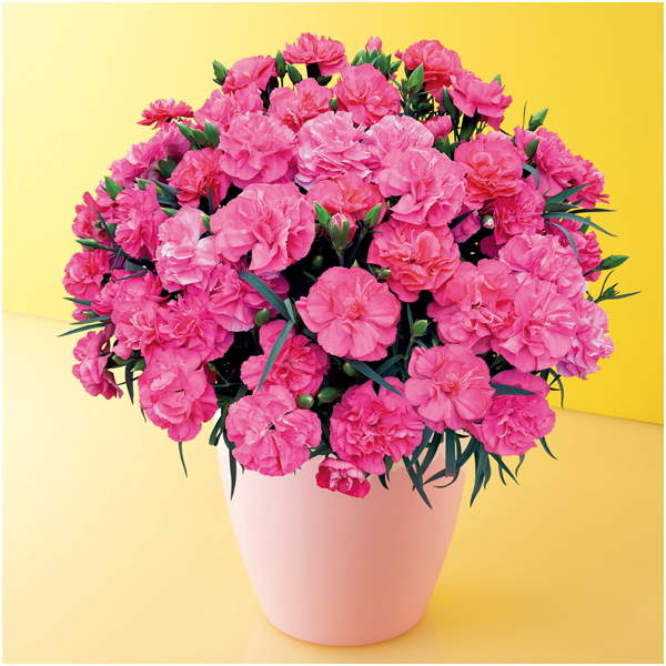 【母の日】タカハシプランテーション カーネーション「ピーチキャンドル」（SUSTEE付）【480303】 商品サムネイル