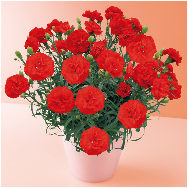 【母の日】タカハシプランテーション カーネーション「カンタービレ」（SUSTEE付）【480321】 商品サムネイル