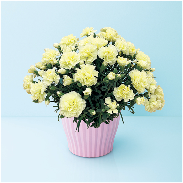 【母の日】タカハシプランテーション カーネーション「ルミナリア」（SUSTEE付）【485043】 商品サムネイル