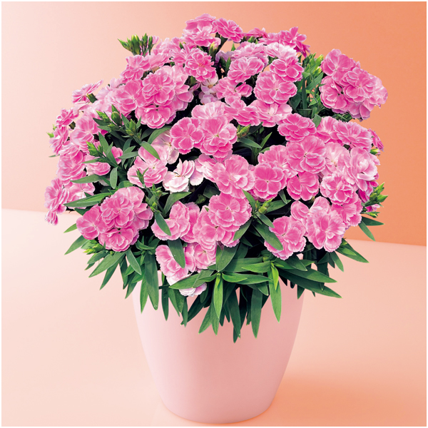 【母の日】タカハシプランテーション カーネーション「スイーツ・ライラック」（SUSTEE付）【480330】 商品サムネイル