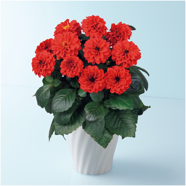 【母の日】タカハシプランテーション 大輪銅葉ダリア「テンプテーション」レッド（SUSTEE付）【480729】 商品サムネイル