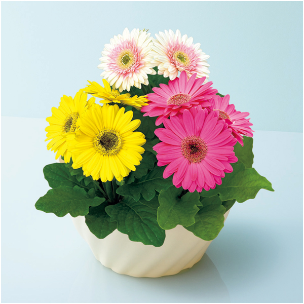 【母の日】タカハシプランテーション ガーベラ カラフル寄せ植え（SUSTEE付）【480774】 商品サムネイル