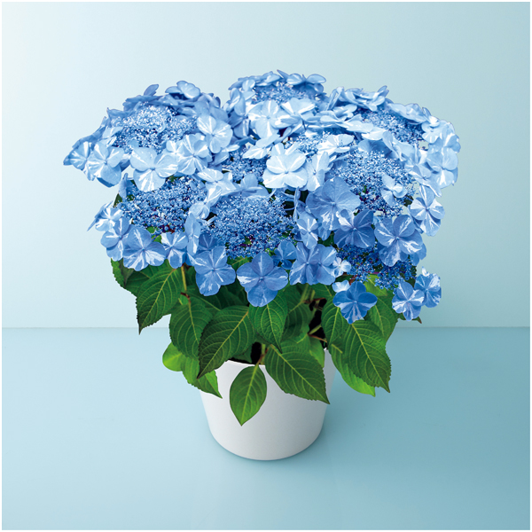 【母の日】宮崎園芸 あじさい「サニーデイズ」（SUSTEE付）【485104】 商品サムネイル