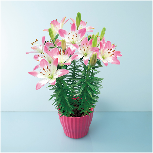 【母の日】HANAMICHI ユリ「シュガーラブ」（SUSTEE付）【485131】 商品サムネイル