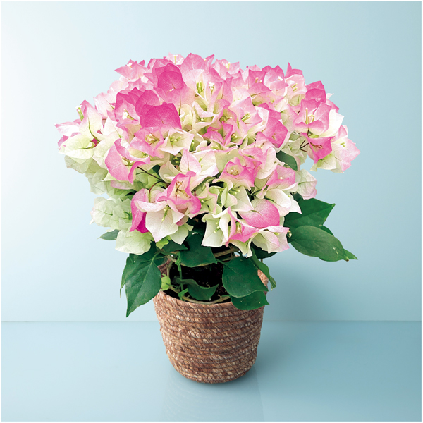 【母の日】石井園芸 ブーゲンビリア「クリスタルピンク」（SUSTEE付）【485140】 商品サムネイル