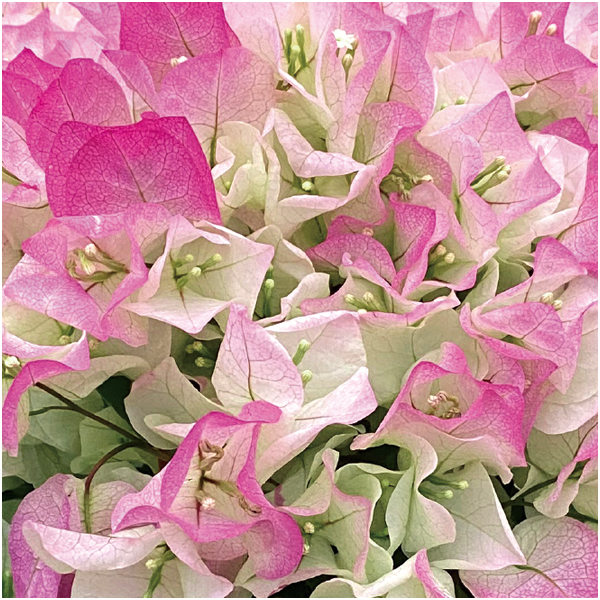 【母の日】石井園芸 ブーゲンビリア「クリスタルピンク」(SUSTEE付)【485140】 商品画像(1)