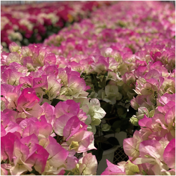 【母の日】石井園芸 ブーゲンビリア「クリスタルピンク」(SUSTEE付)【485140】 商品画像(2)