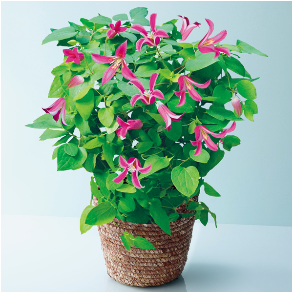 【母の日】フローラハシモト クレマチス「プリンセスダイアナ」（SUSTEE付）【480747】 商品サムネイル