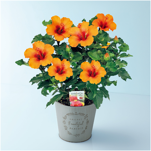 【母の日】紅和園 ハイビスカス「プチオレンジ」（SUSTEE付）【480701】 商品サムネイル