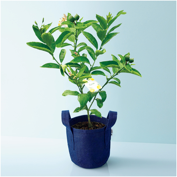 【母の日】水澤園芸 レモンの木「サイパン」（SUSTEE付）【480792】 商品サムネイル