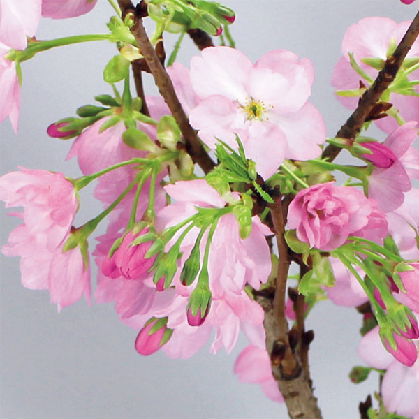 ◇【早得】フローラル・プロダクツ テーブル盆栽「旭山桜」 【154532】 商品サムネイル