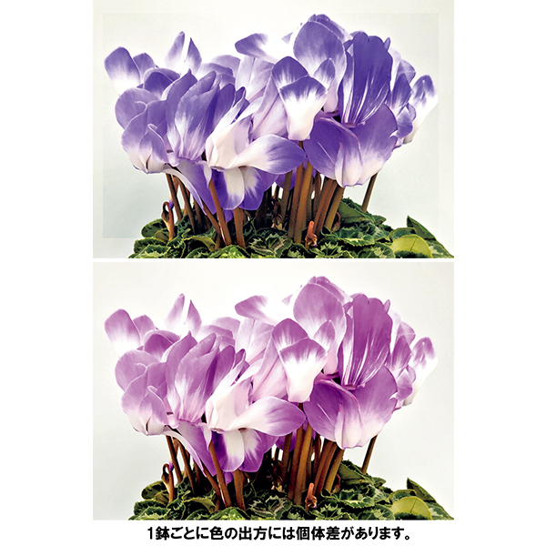 ◇【早得】林園芸 シクラメン「ラパン・ブルー」（SUStee付） 【154426】 商品サムネイル