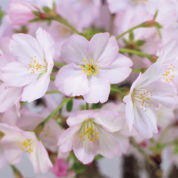 ◇【早得】フローラル・プロダクツ テーブル盆栽「御殿場桜」 【154541】 商品サムネイル